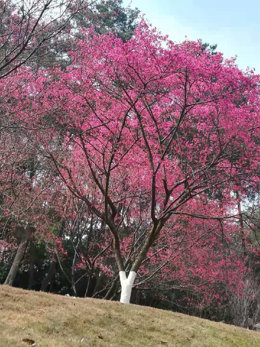 早春（图10）