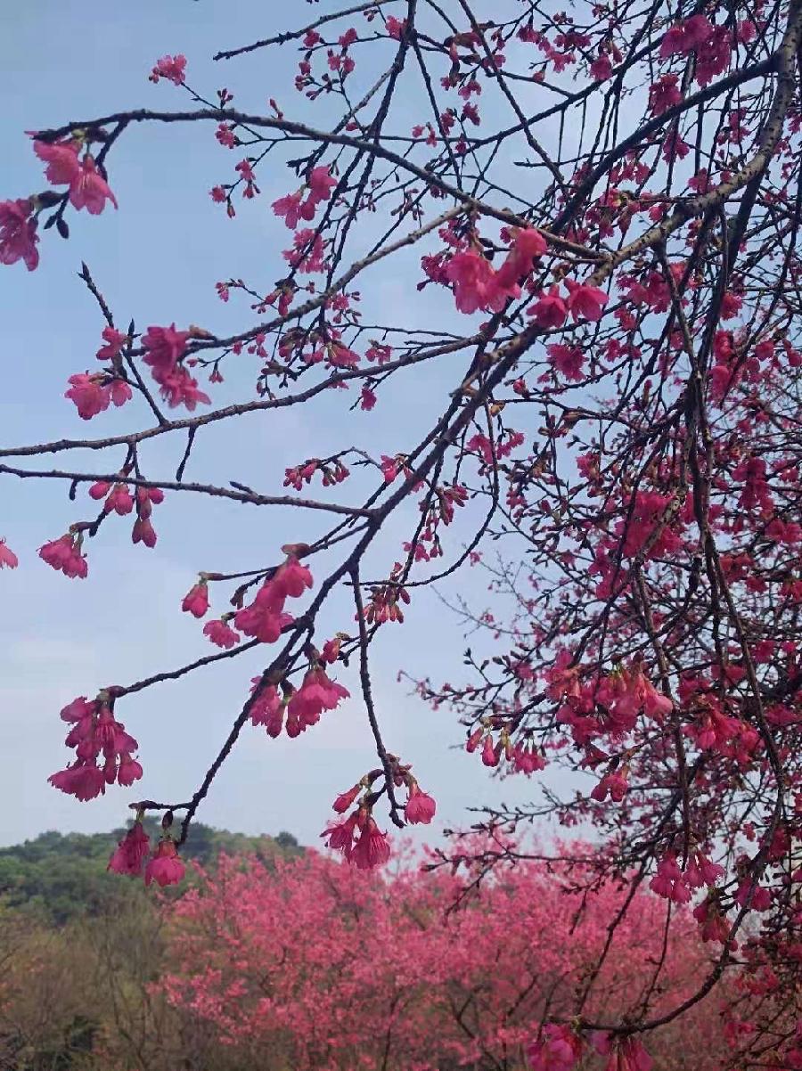 早春（图9）