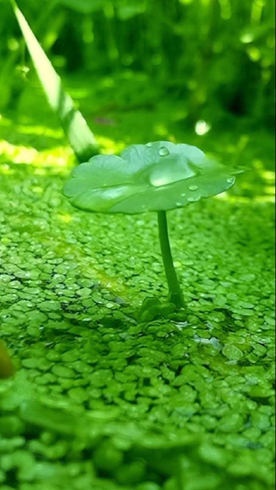 花甲内心独白～诗||张连和（图10）
