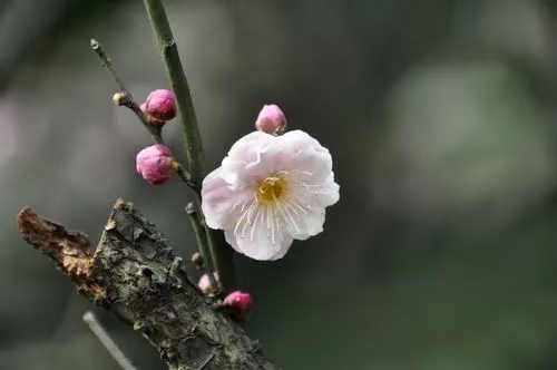 卜算子·问梅（文/许碧霞）……莲叶之珠文学社