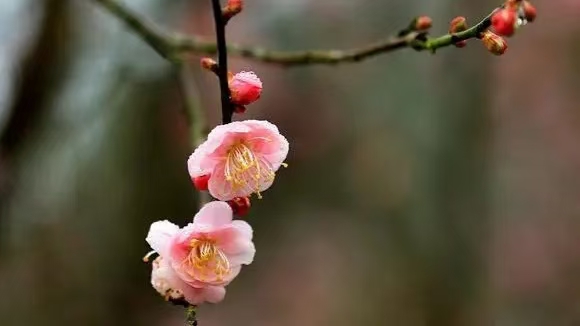 卜算子·问梅（文/许碧霞）……莲叶之珠文学社（图3）