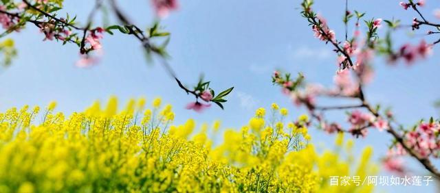 【新年放歌】昨夜天//二月春风起 陌上花开早（图4）