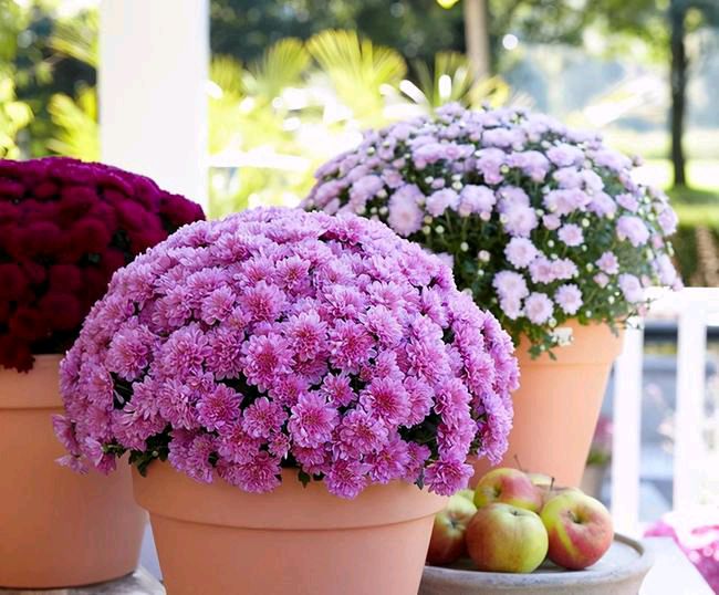 《冬日赏花》周志良（长春）（图3）
