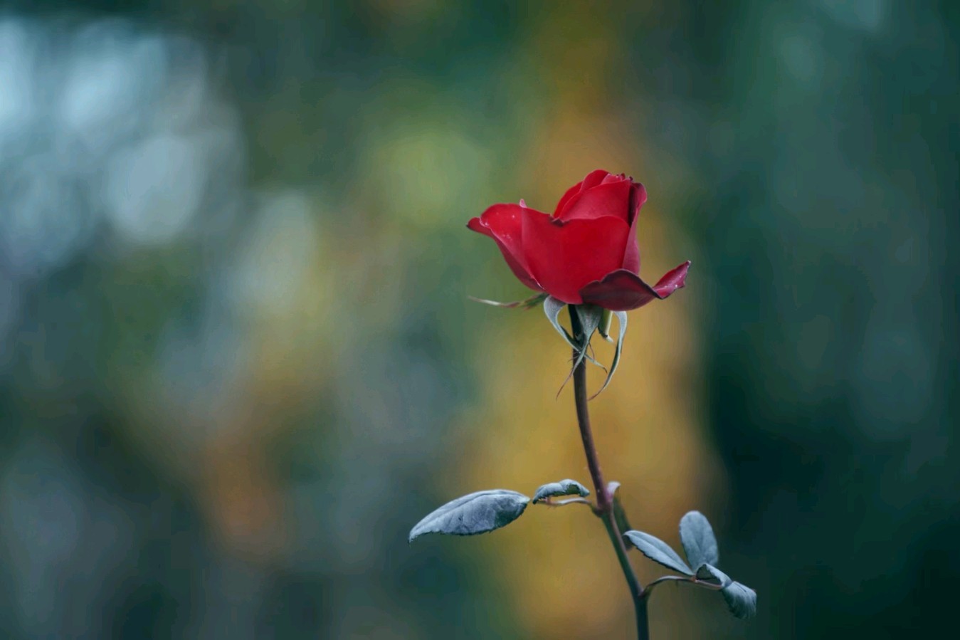 写在情人节（图2）