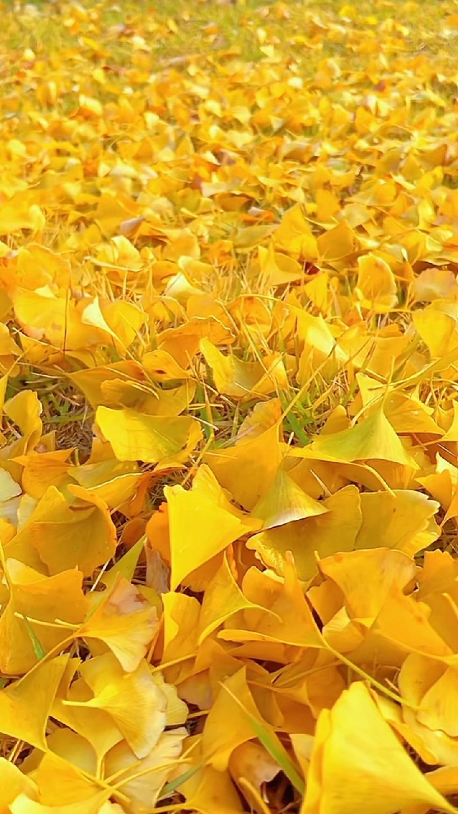 苏幕遮-望秋～词||李振林（图9）
