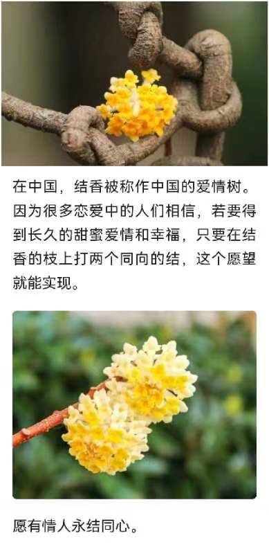 韩庚的《结香》
