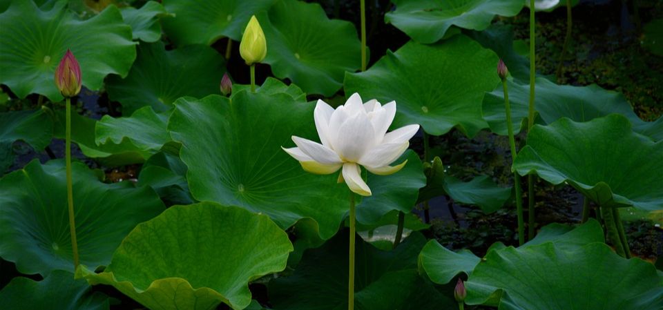 生命在于运动是科学可信的 (外三篇)文/张洪生(图4)
