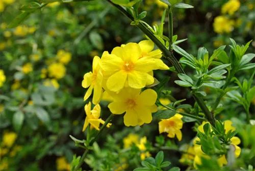 《迎春花》 文/曹静实（陕西）（图3）