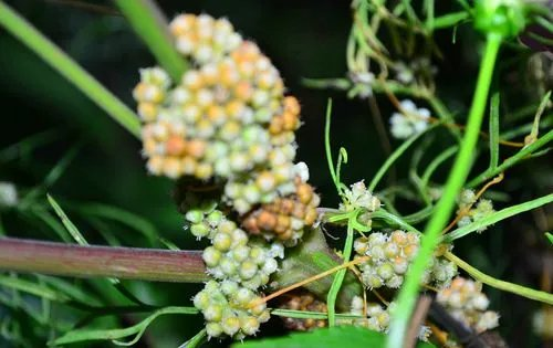童年花絮（组合）诗||一农（图14）