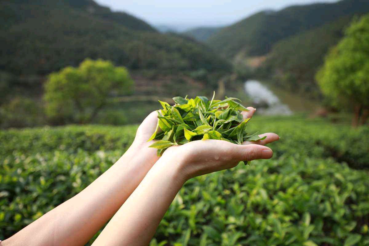 东方书剑的《山花子 春茶》
