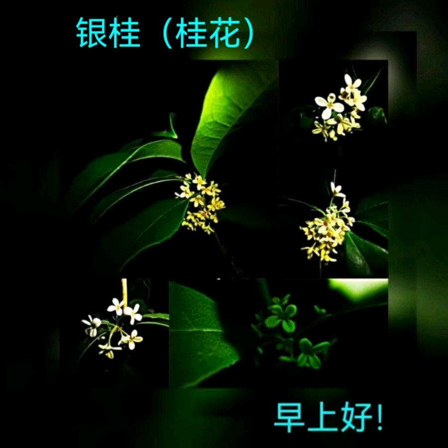 联机全球发布马洪武作品欣赏（图202）