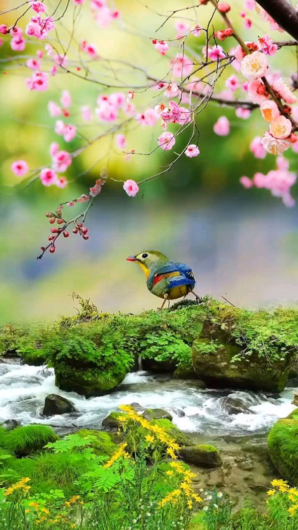 请欣赏海纳百川 叶子两位主播倾情合诵小河先生的作品《走在春天路上》编辑//海纳百川【第7677期】（图3）
