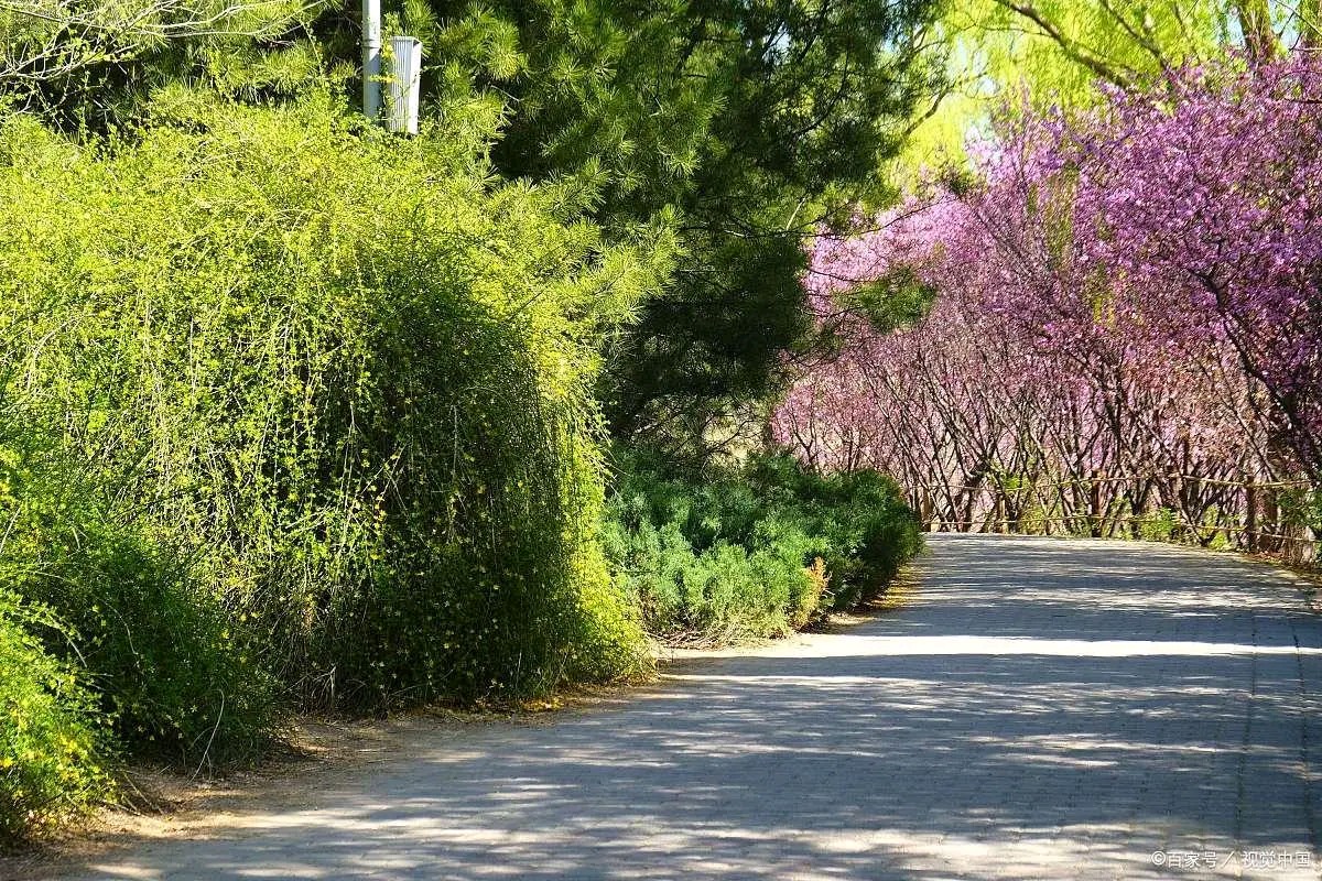 请欣赏海纳百川 叶子两位主播倾情合诵小河先生的作品《走在春天路上》编辑//海纳百川【第7677期】（图7）