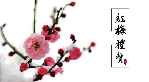 【经典推荐】丁旭//鹧鸪天•红梅礼赞（图3）