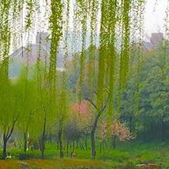 七绝·春柳（文/冯清明）……莲叶之珠文学社