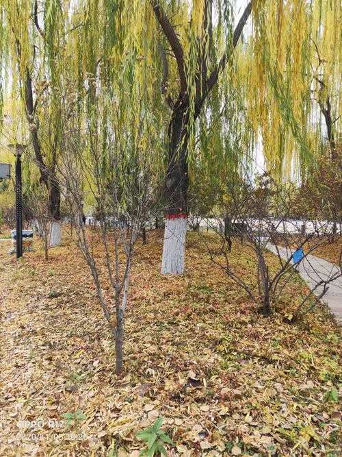 七绝·春柳（文/冯清明）……莲叶之珠文学社（图4）