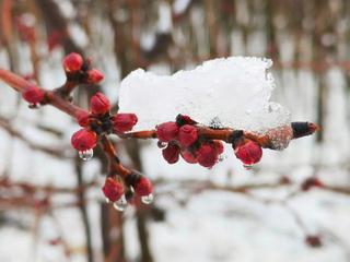 《春雪》作者:王明雪（雪歌）主播:长弓雅士【桃源国际诗歌文化传媒】用声音传递温暖以诵读致敬人生♬（图6）
