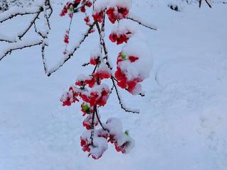 《春雪》作者:王明雪（雪歌）主播:长弓雅士【桃源国际诗歌文化传媒】用声音传递温暖以诵读致敬人生♬（图7）