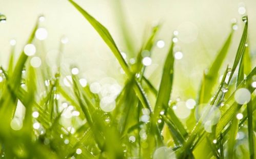 七绝 五首 雨水(克山)萧怀力（图7）