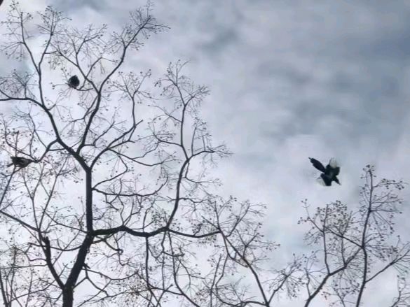 联机全球发布万年青作品欣赏（图8）