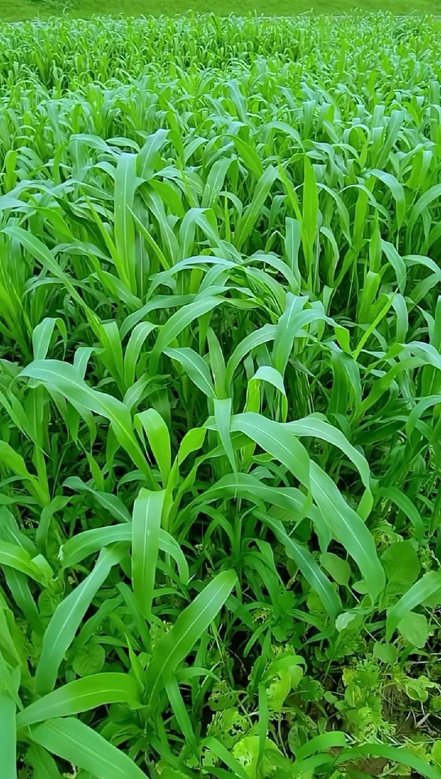 小河（组合）诗||一农（图16）