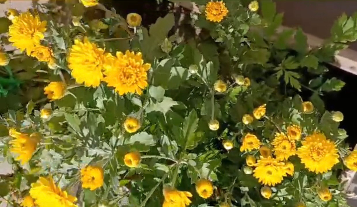 九月菊，作者朱建国