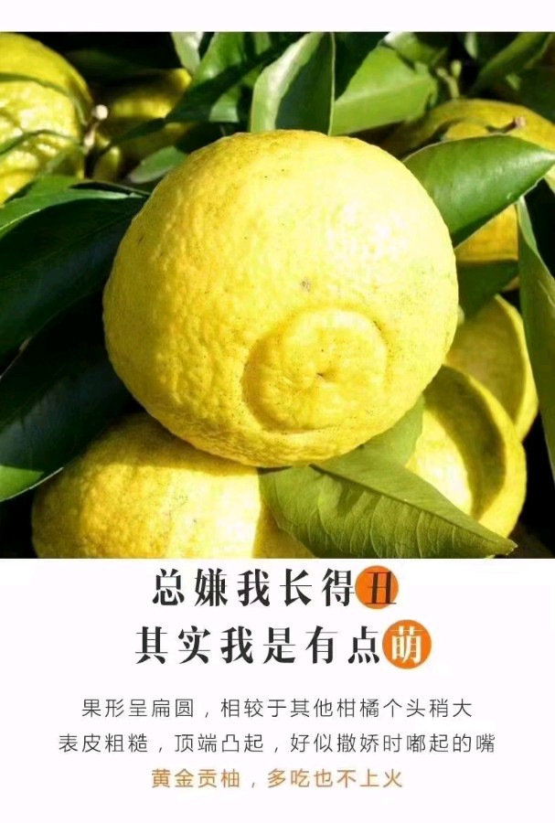 作者:唐奇芳《黄金贡柚获中部农博会金奖有感》8635期~新京都文艺