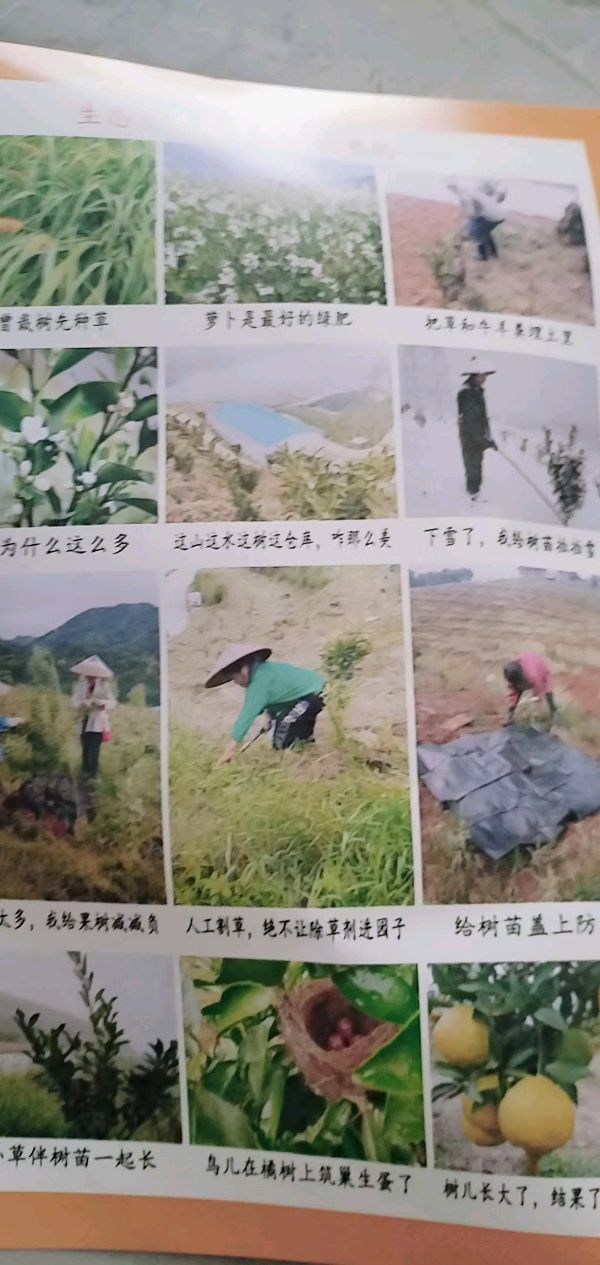 作者:唐奇芳《黄金贡柚获中部农博会金奖有感》8635期~新京都文艺(图5)