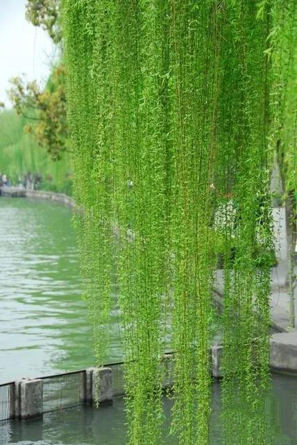 与牛志远诗人日日对藏头诗/写给中国的爹娘/春风赋二首(文/孙述考)……莲叶之珠文学社(图6)