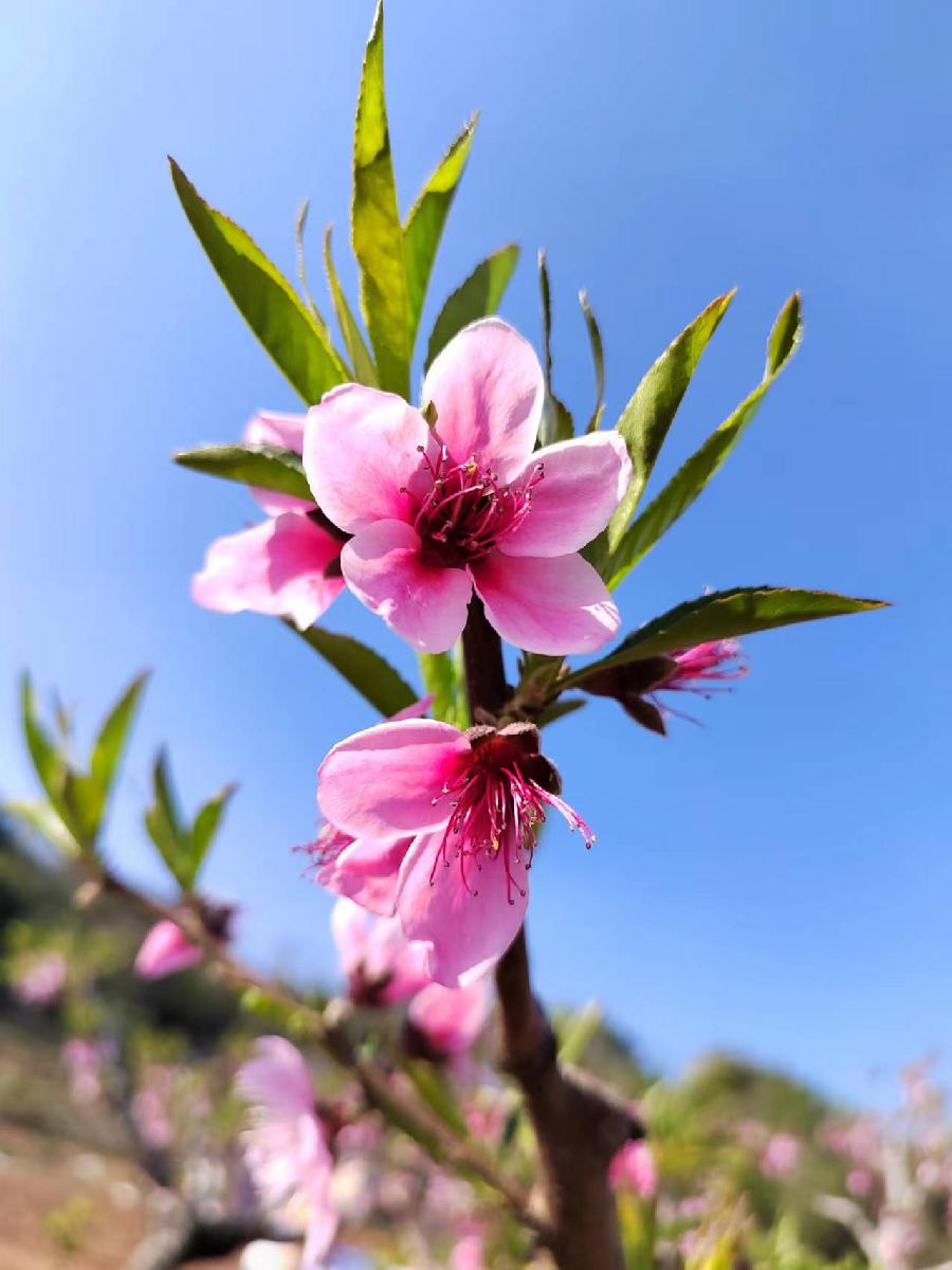 三元七绝诗~桃花艳/詹成(图9)
