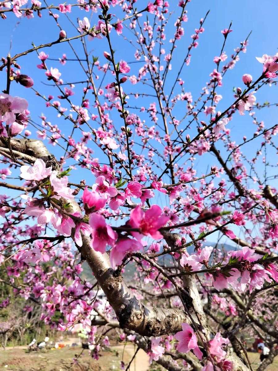 三元七绝诗~桃花艳/詹成(图7)