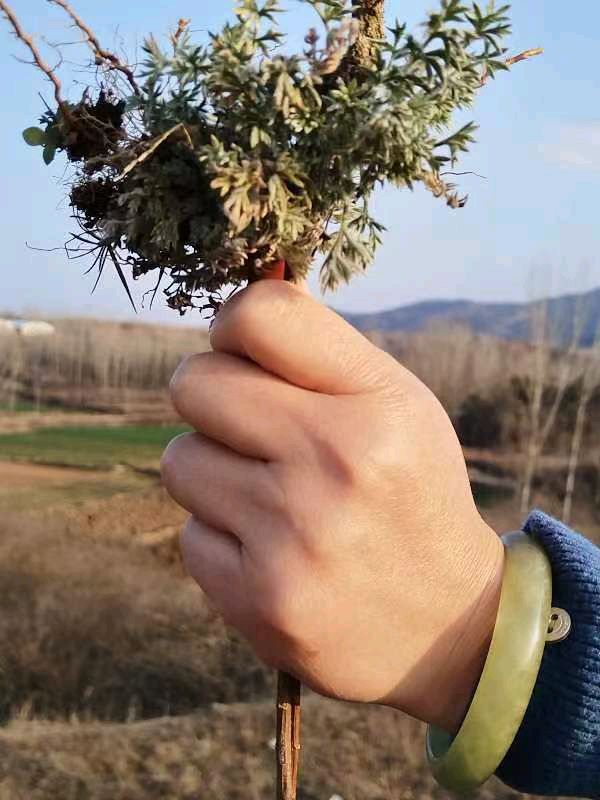 韩庚的《采茵陈》