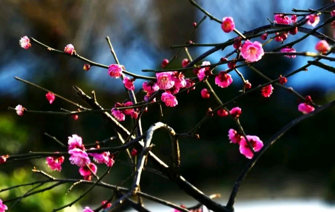 东方书剑的《山花子 醉海棠》