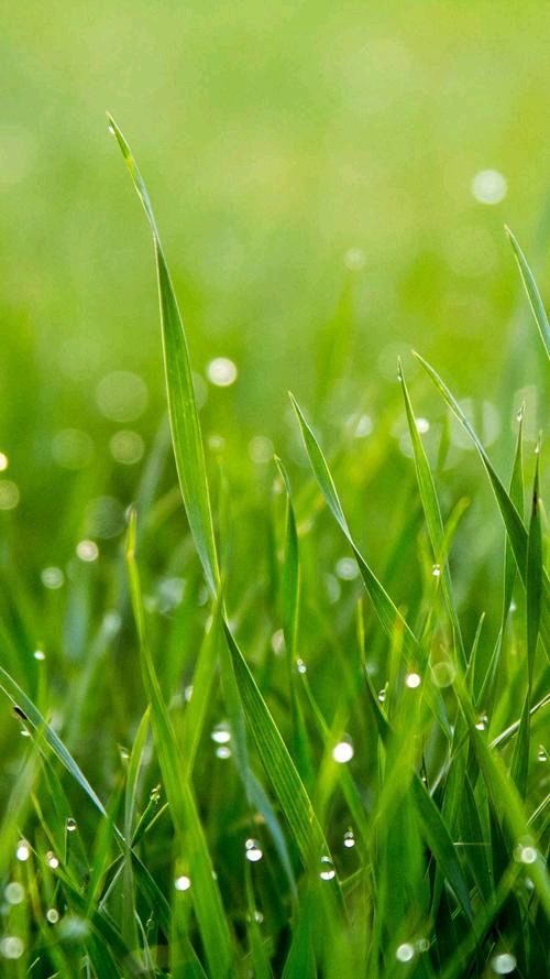 雨水～诗||雅轩琴韵（图9）