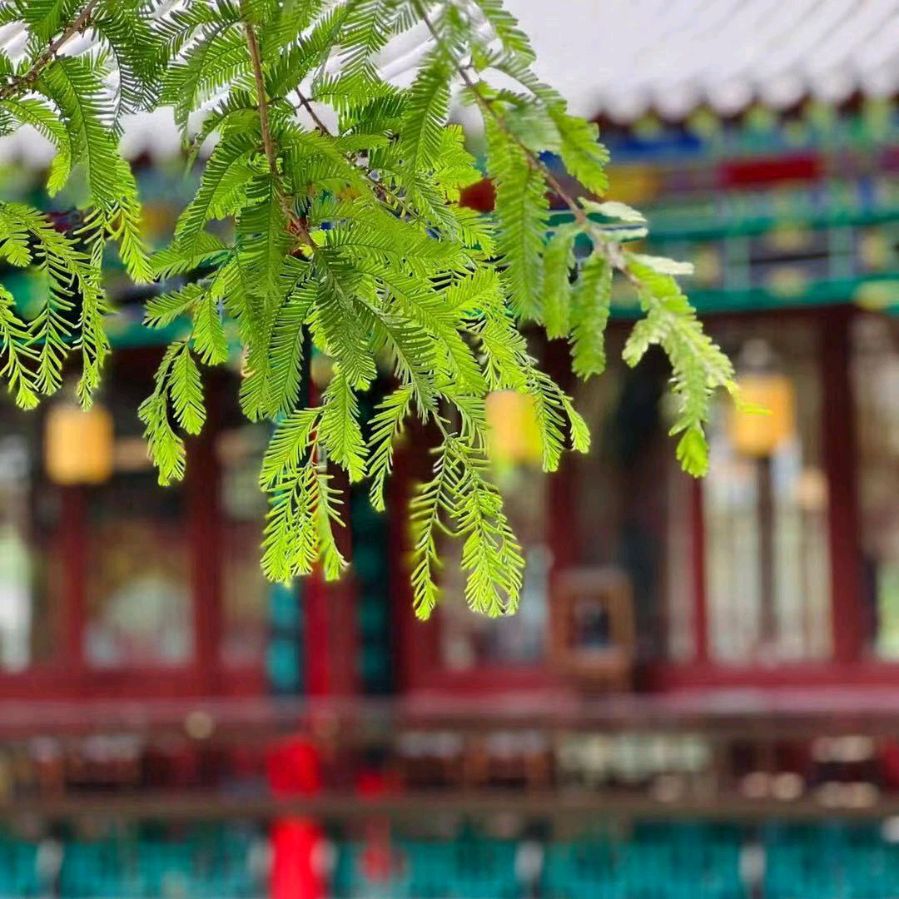 背起行囊再别家乡(图3)