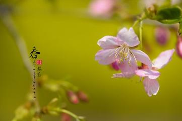 《二月辞》作者:芦国柱【主播:铁魂】【桃源国际诗歌文化传媒】用声音传递温暖以诵读致敬人生♬（图6）