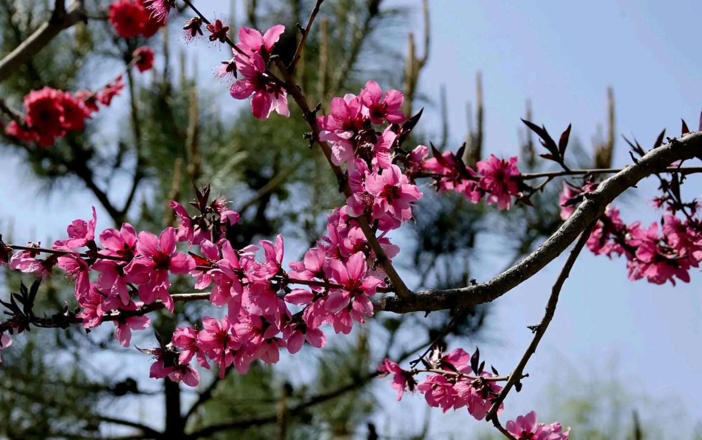 春天（图2）