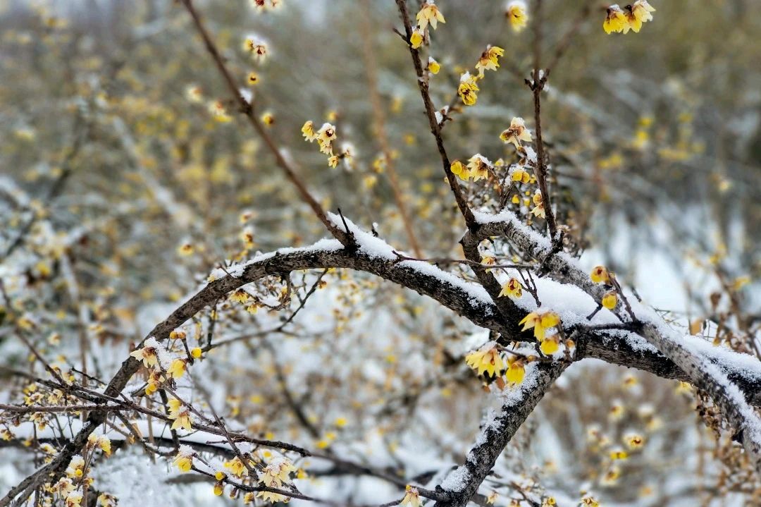雪情（图2）