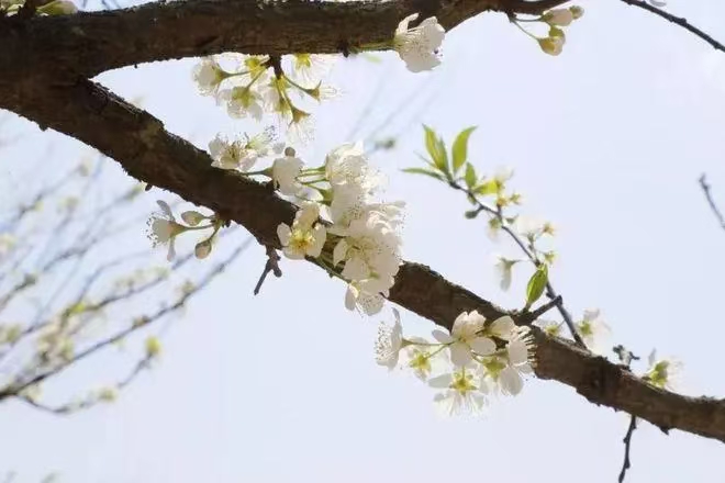 清平乐·题李花（文/许碧霞）……莲叶之珠文学社（图3）