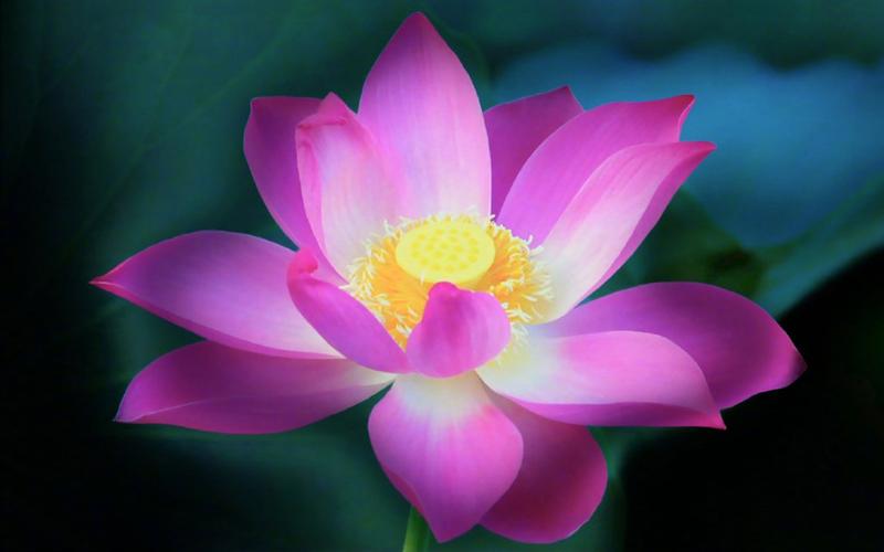 《莲的诉说》作者:戈月【主播:知语】【桃源国际诗歌文化传媒】用声音传递温暖以诵读致敬人生♬（图11）