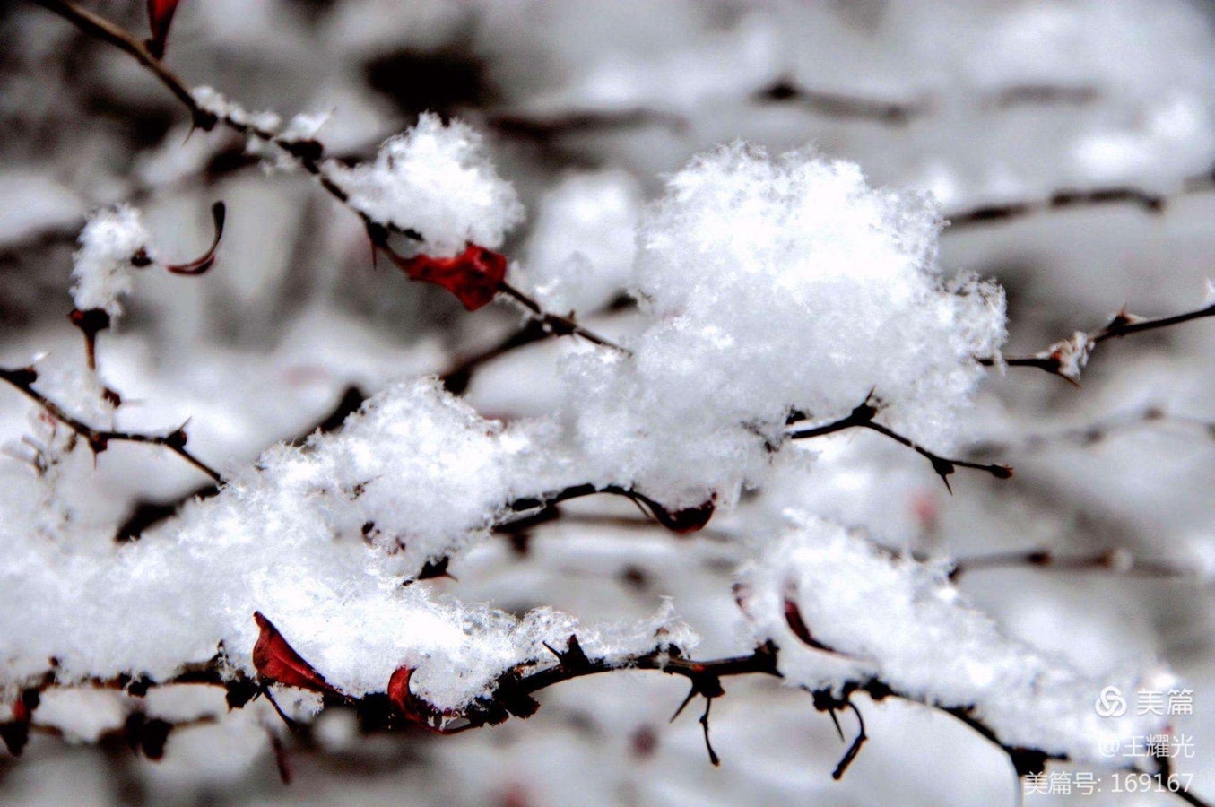 【新诗大观】春雪||文/花惜柔||诵/李保红(图2)