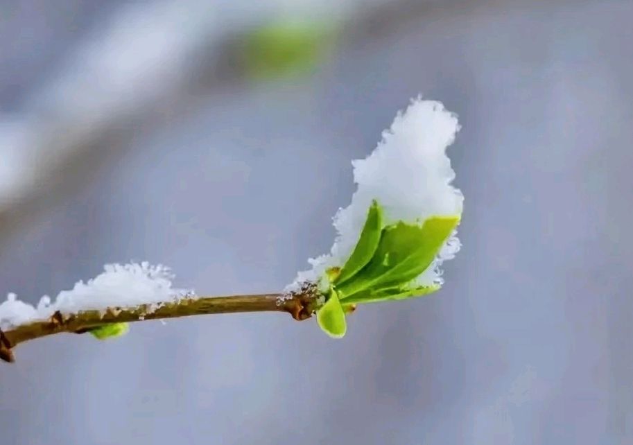 雪总是不期而至
