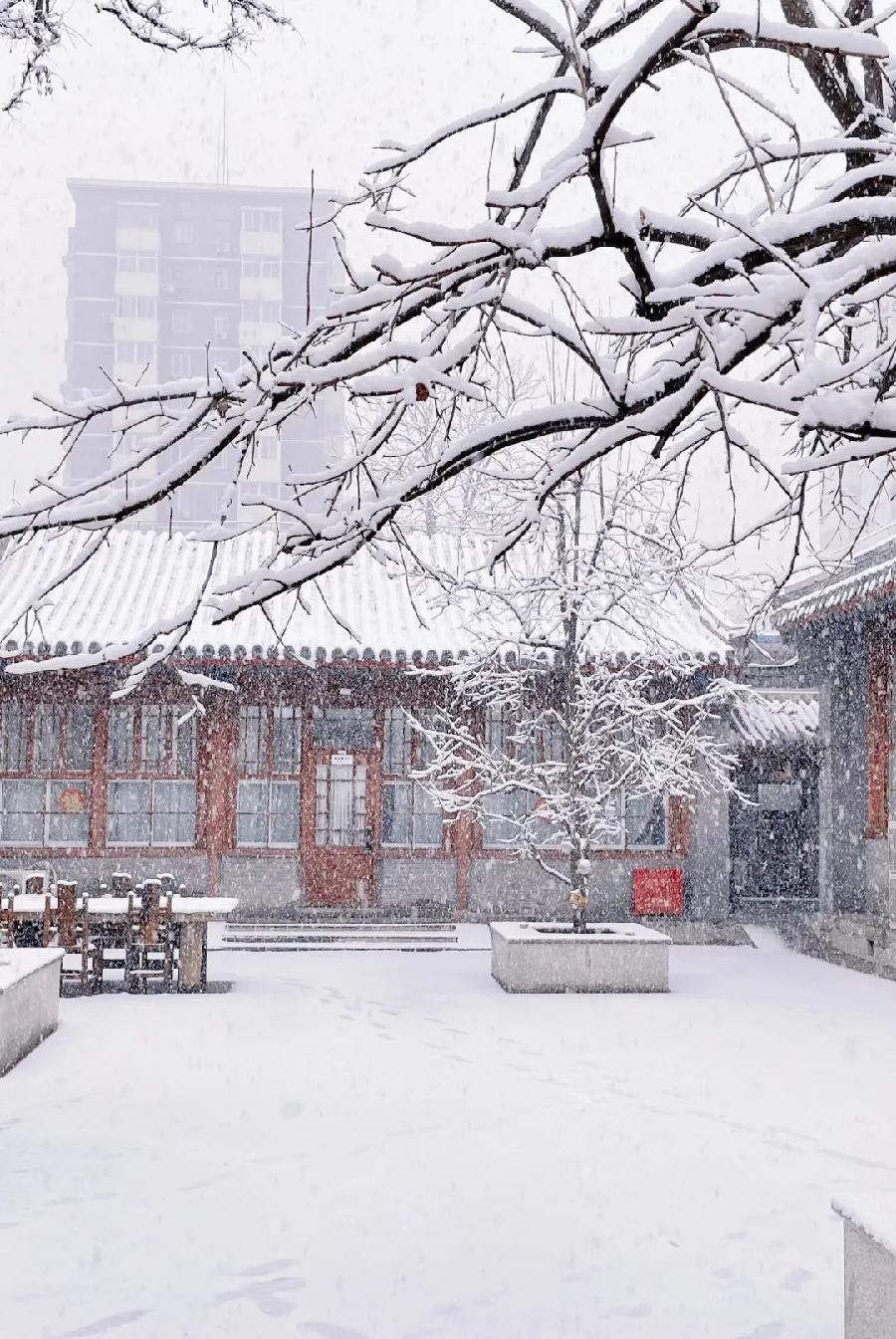 立春的雪/作者:晓犁/诵读:老菩提(图4)