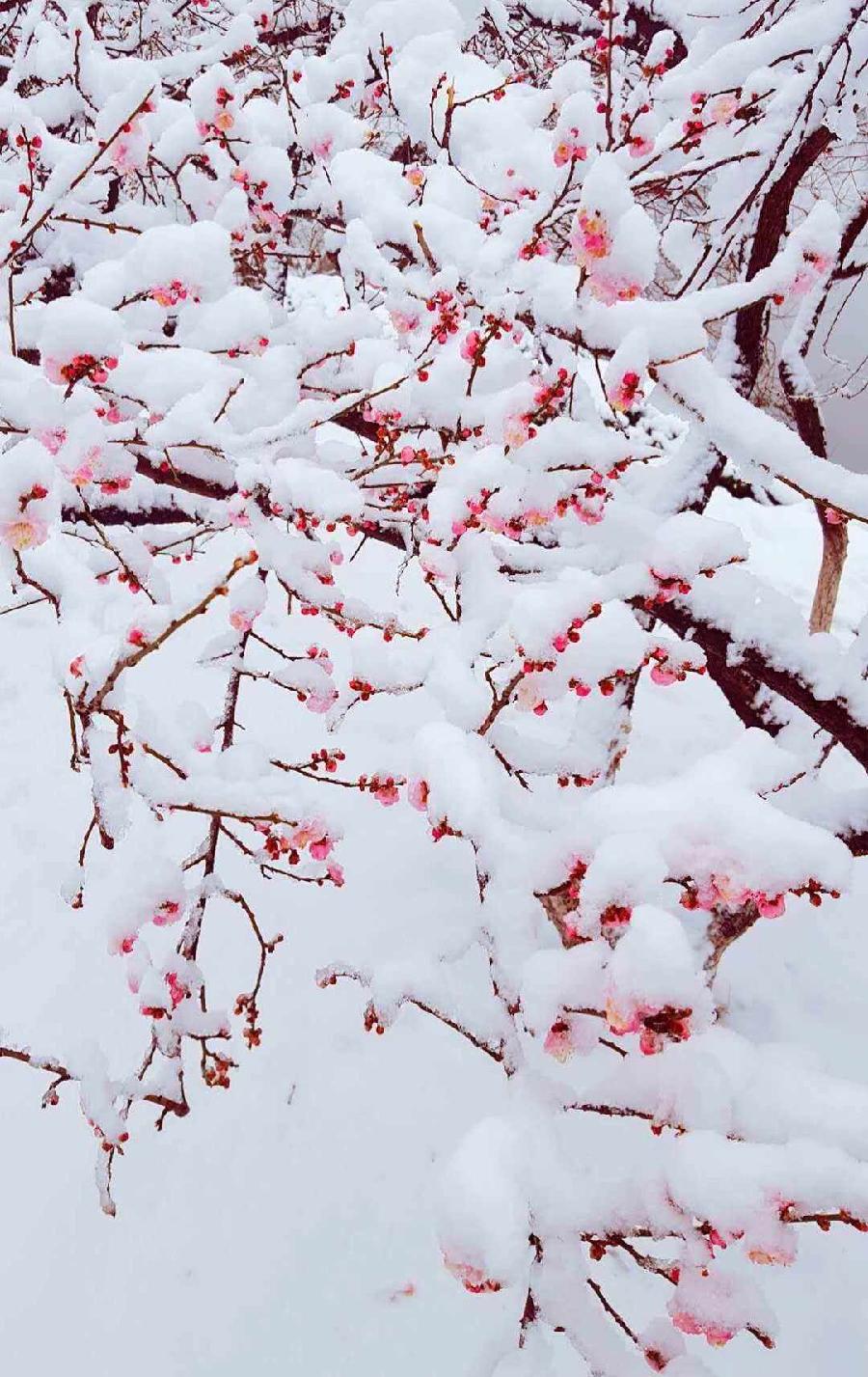 立春的雪/作者:晓犁/诵读:老菩提(图7)