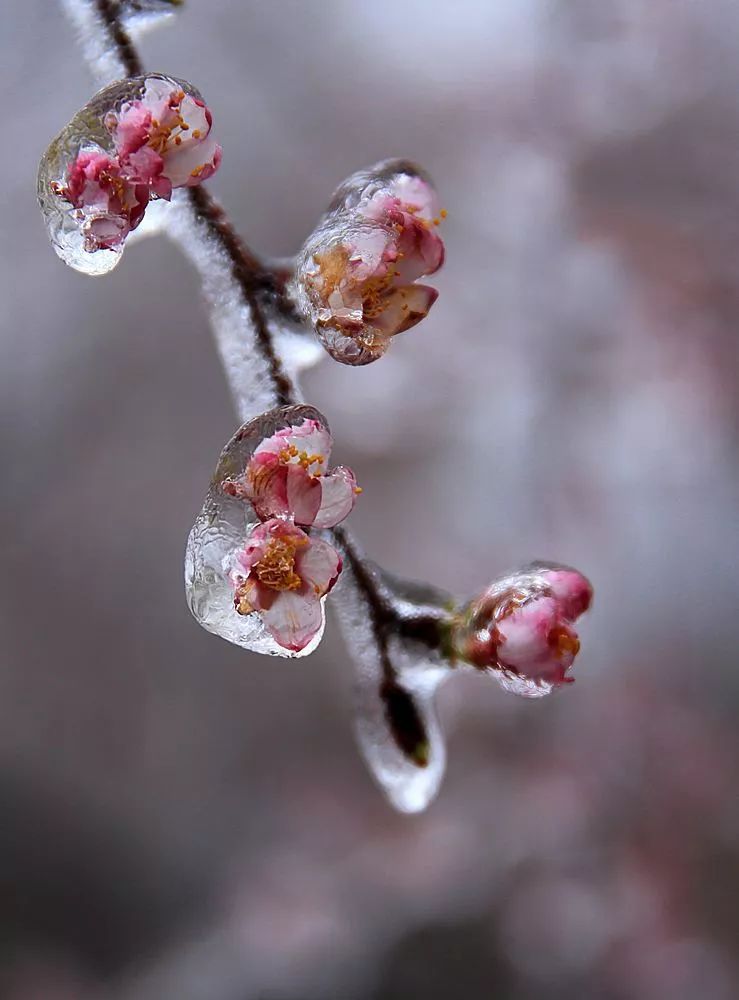 立春的雪/作者:晓犁/诵读:老菩提(图6)