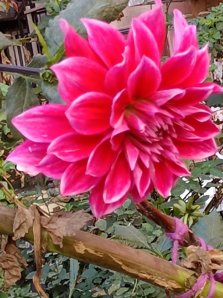 我行我素饮花露,作者朱建国(图2)