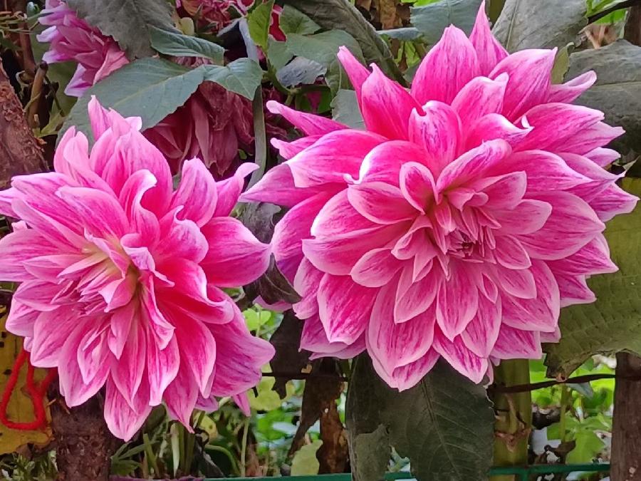 我行我素饮花露,作者朱建国(图3)