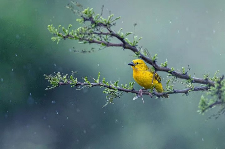 小诗·【雨水、唐海、春雨】作者/陸海 主播/韵味老师（图4）