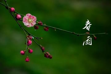 《春雨》作者:首金【主播:清泉】【桃源国际诗歌文化传媒】用声音传递温暖以诵读致敬人生♬（图6）