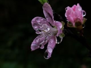 《春雨》作者:首金【主播:清泉】【桃源国际诗歌文化传媒】用声音传递温暖以诵读致敬人生♬（图8）